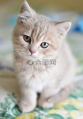 猫,可爱,猫咪