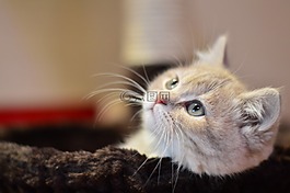 猫,可爱,猫咪