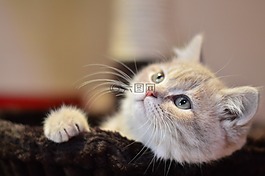 猫,可爱,猫咪