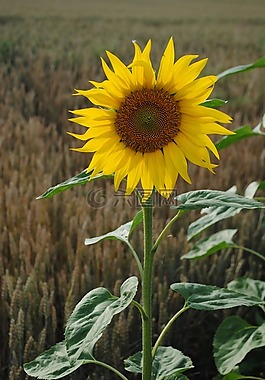 太陽花,花,黃色