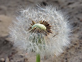 性質,蒲公英,野花