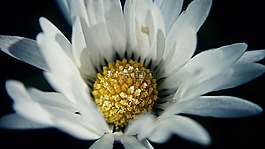開(kāi)花,夏季,春天
