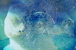 背景,白熊,水