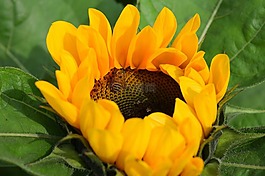 花,向日葵,蜜蜂