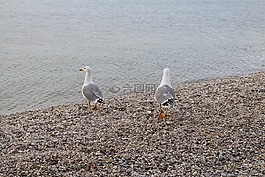 海鷗,水禽