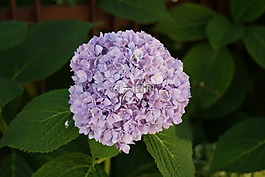 繡球,花,植物