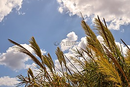 蘆葦,天空,云