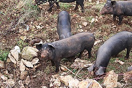 小豬,豬,動物
