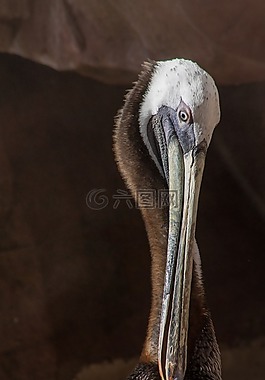 野生動物,鳥,b