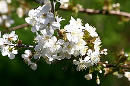 水果樹,鮮花,春