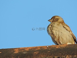 麻雀,熱帶鳥,藍(lán)色