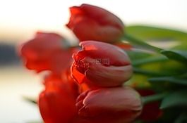 花卉,性質(zhì),沒(méi)有一個(gè)人