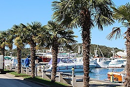 棕櫚樹,海濱長廊,船舶