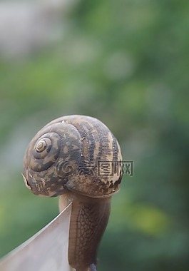 蝸牛,自然,斗爭