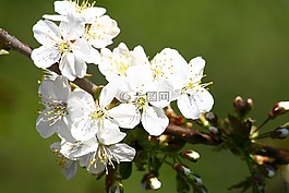 水果樹,鮮花,春