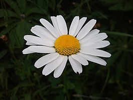 玛格丽特,性质,花园