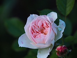 玫瑰,開花,褪色