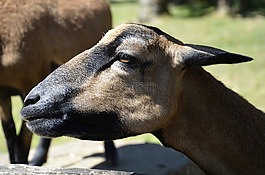山羊,動(dòng)物,自然