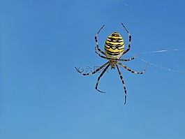 黄蜂蜘蛛,zebraspinne,车轮蜘蛛