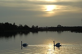 天鵝,湖,日落