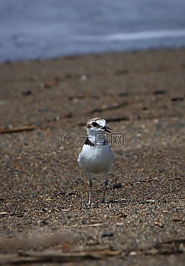動物,海,海灘
