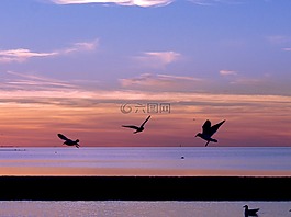 海鷗,日落,自然