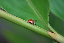 夫人,甲蟲，昆蟲,昆蟲