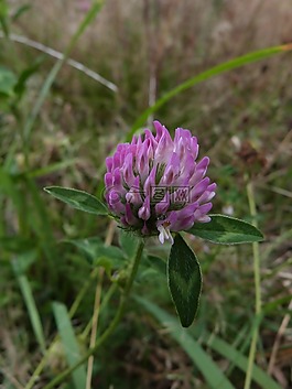 三葉草,字段,花