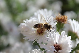 蜜蜂,昆蟲,動物