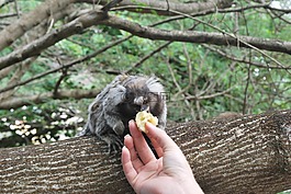 猴子,喂養(yǎng),動(dòng)物