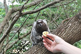 喂養(yǎng),動物,猴子