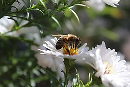 蜜蜂,昆蟲,動物