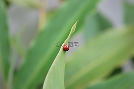 夫人,甲蟲，昆蟲,昆蟲