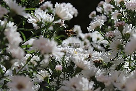 蜜蜂,在方法中蜜蜂,昆虫