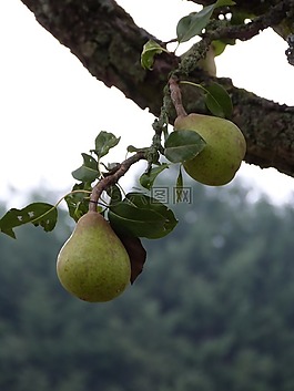 梨,性質(zhì),場
