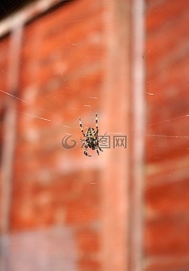 蜘蛛,web,昆蟲
