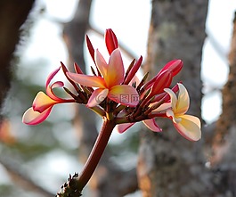 姜黃色百合花,粉紅色,鮮花