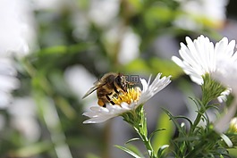 蜜蜂,昆蟲,動(dòng)物