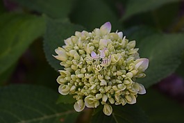 繡球,綠色,盛開