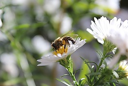 蜜蜂,昆蟲,動物