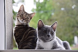 貓,動物,肖像