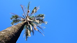 椰子樹,樹,天空