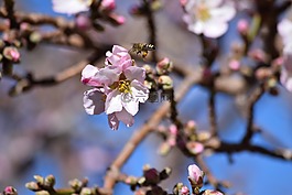 花,蜜蜂,自然