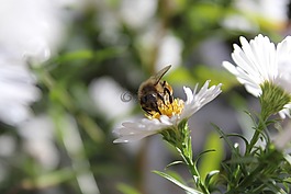 蜜蜂,昆蟲,動物