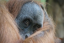 orang 組,靈長類動物,猿