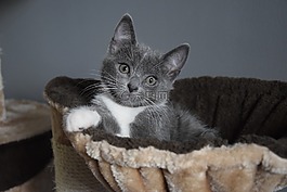 小猫,灰色,可爱