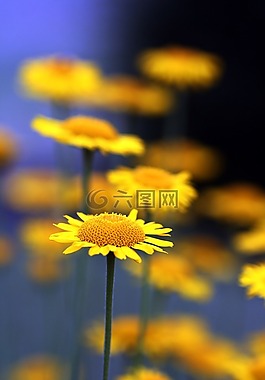 黃色雛菊,花,夏季