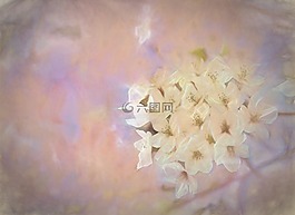 春,花,性質(zhì)