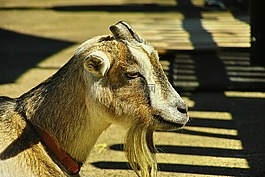 山羊,動物,晶須