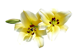 孤立,剪出,百合花